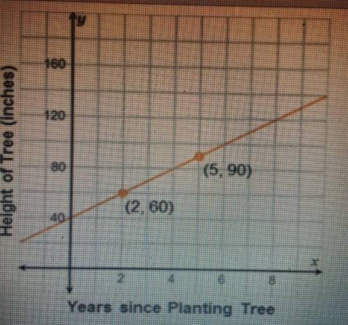 The graph shows the growth of a tree, with x representing the number of years since it was planted,