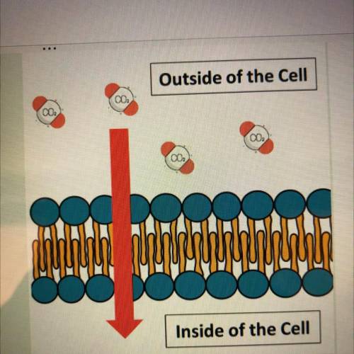 Choose what type of cell transport is occurring in this image and how do you know.

Simple diffusi