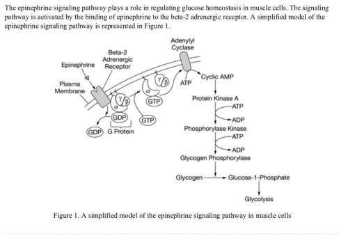 Based on Figure 1, which of the following statements best describes the epinephrine signaling pathw