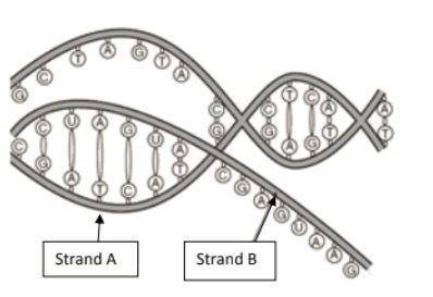 The diagram is a model of transcription What is the purpose of strand B?- T