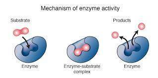 TURE/FALSE: This enzyme is this showing hydrolysis or dehydration synthesis.