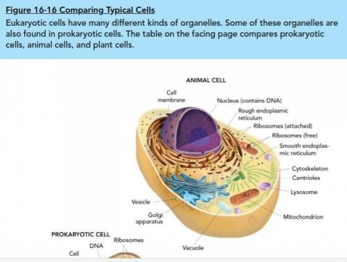 Using Figure 16-16 on the next page as a guide, draw your own models of a prokaryotic cell, a plant