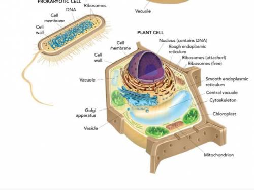 Using Figure 16-16 on the next page as a guide, draw your own models of a prokaryotic cell, a plant
