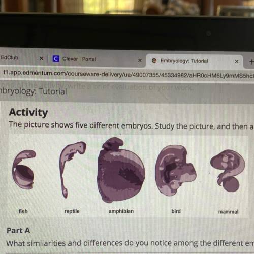 Activity

The picture shows five different embryos. Study the picture, and then answer the questio