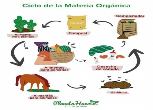 Mirando el grafico del ciclo de la materia organica ¿que preguntas te planteas?