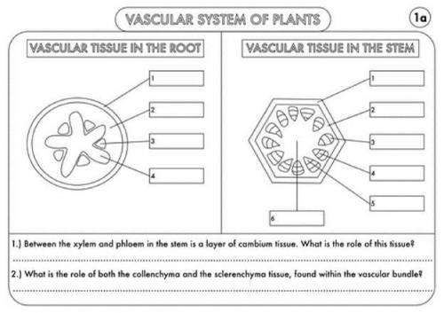 Vascular System of Plants

Label the parts and answer the questions.The questions at the bottom ar