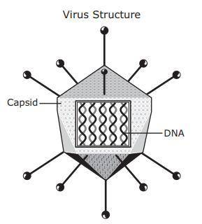A student produces a labeled drawing of a virus for a presentation. The student states that the cap