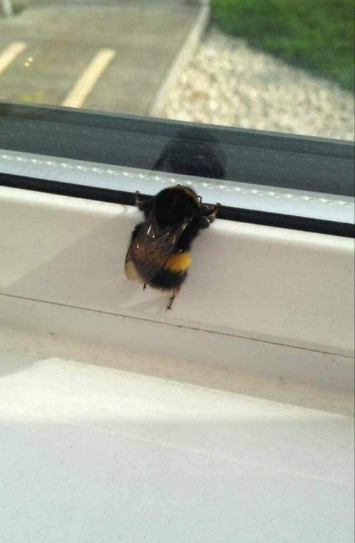 Help escort this chubby bumblebee ;c
he bRoKe de weingggg ;ccccc