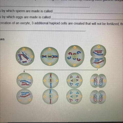 Label the phases
(Meiosis)