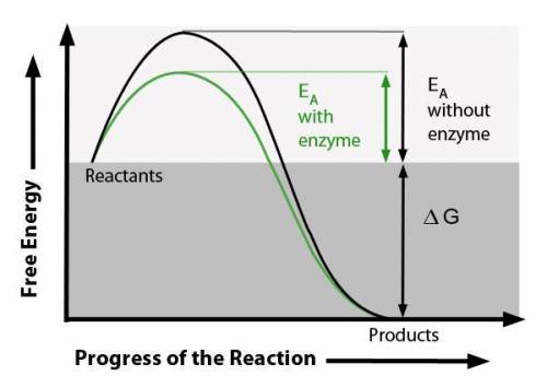 Which of the following best characterizes the reaction below?

Catabolism
Endergonic reaction
Exer