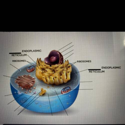 Eukaryotic cells have two different types of endoplasmic reticulum.

Name the 2 different types of