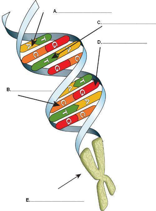 Select the four nucleotides that make up DNA.