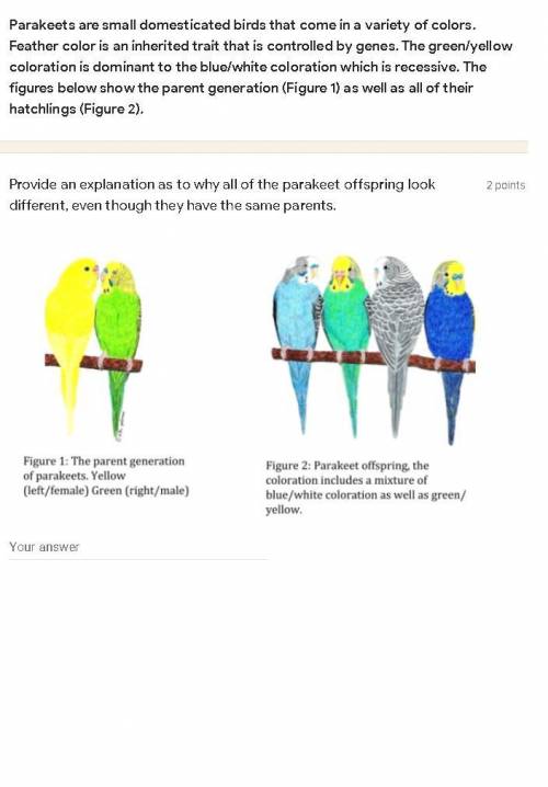 Provide an explanation as to why all of the parakeet offspring look different, even though they hav