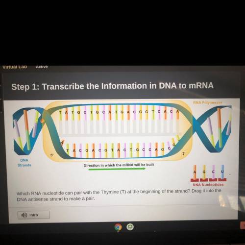 RNA Polymerase

TATGCTGCATGA CGGT CACA
TAC G A C GTACT GCC AG
3'
DNA
Strands
Direction in which th