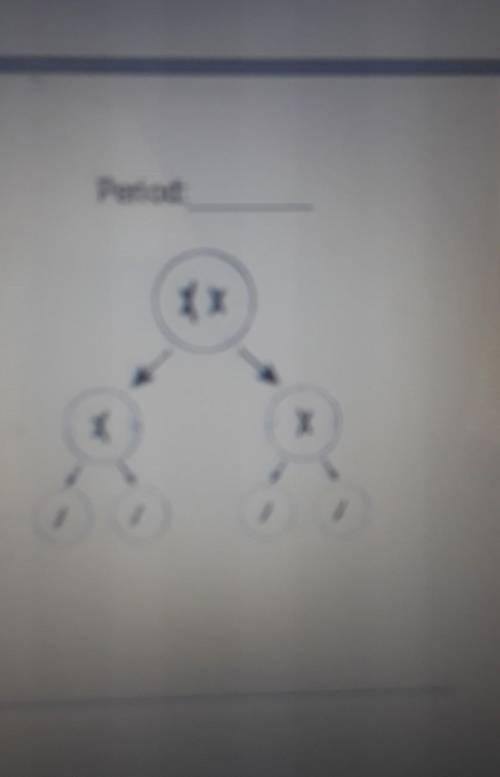 Which process could be represented by the picture to the right? Mitosis, meiosis, fertilization, or