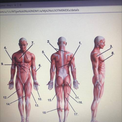 What are the names of all the muscles listed