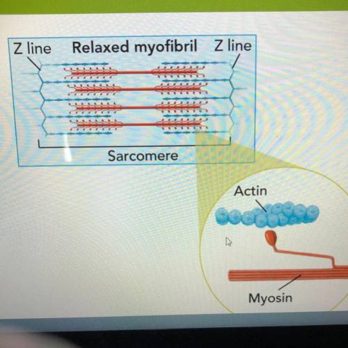 Plz help me with this question below

This image above shows an actin and a Myosin filament in a r
