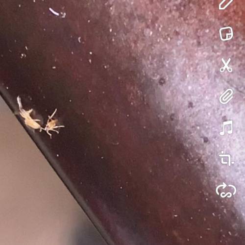 What bug is this?????