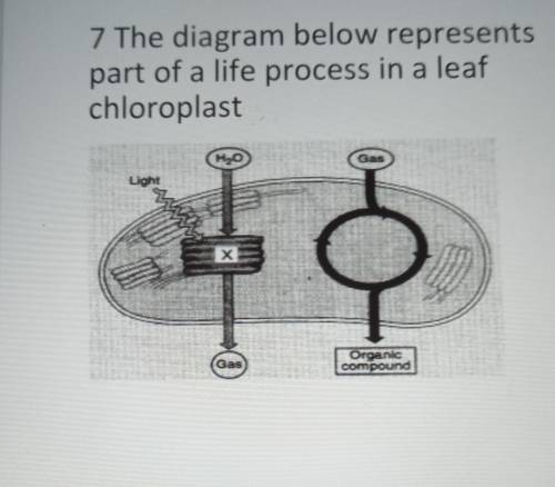 If the process illustrated in the diagram is interrupted by a chemical at point X, there would be a
