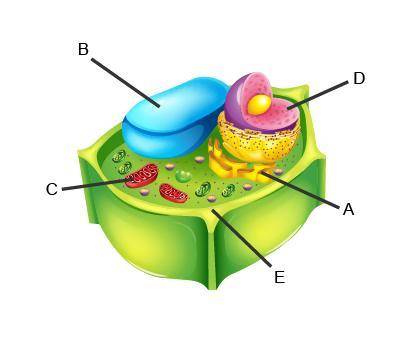 Identify the labeled structures.

A:B:C:D:E:cell membraneGolgi bodymitochondrionnucleusvacuole