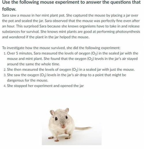 Describe why the mouse survived when the mint plant is present even though no new oxygen (O2) could