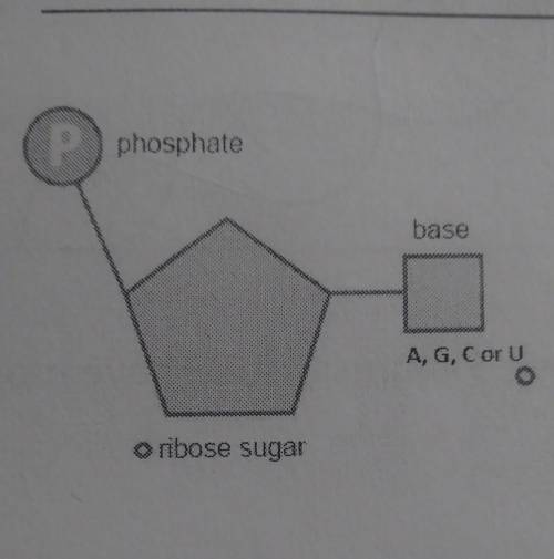 What molecule is this???