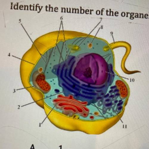 Identify the number of the organelle in the diagram that is called powerhouse of cell