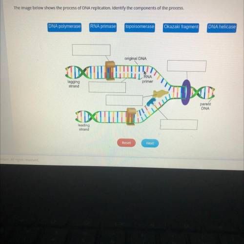 The image below shows the process of DNA replication. Identify the components of the process.