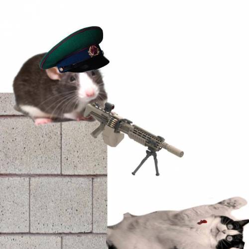 Got them.... I think the war is finally over..

Rat soldier: copy that
Rat Soldier: you know a bom