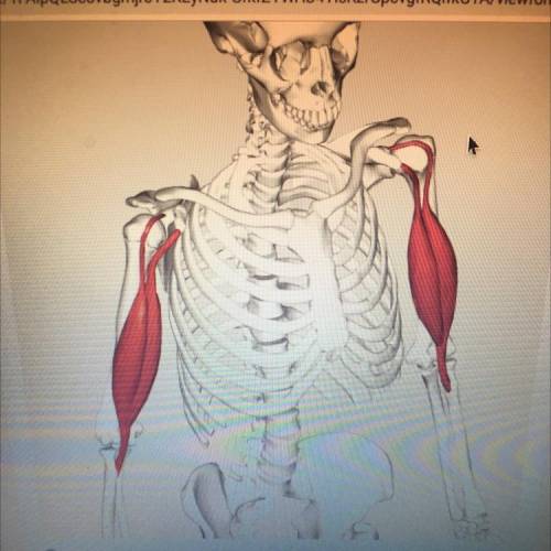 What muscle is highlighted in Red?