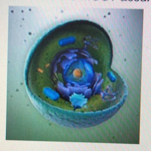 Which is the MOST accurate description of this type of cell?

O A) It is a eukaryotic cell.
OB) It