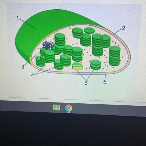 Chloroplast diagram needs labeled
what are the labels 1-6?