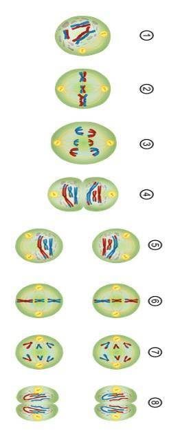 PLEASE HELP!!! (50 POINTS) Fill in the table with the name of each phase of meiosis as shown in the