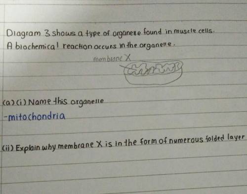 Explain why membrane x is in the form of numerous folded layer please help me,THANK YOU