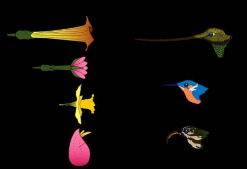Which hummingbird is the best match for each flower?