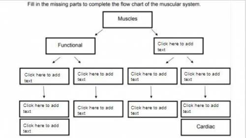 A muscle breakdown chart can anyone help me?