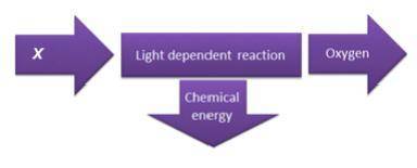 The diagram summarizes the light-dependent reactions of photosynthesis.

What is the input of the