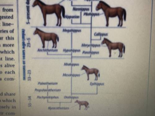 I NEED HELLLLLLP!!
which horse is the common ancestor to all horse species
