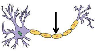 Which part of the neuron below is indicated by the arrow, and what is its function?

a.The myelin