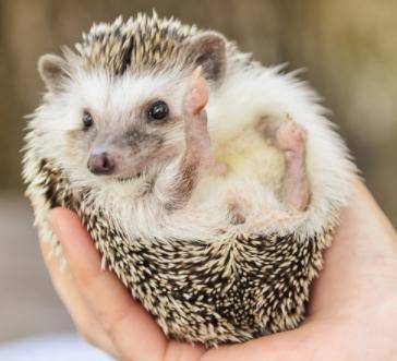 I'm getting a hedgehog tomorrow! I think it's name should be Dew (It's a boy) what do you think?