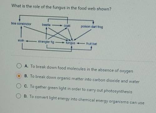 What is the role of the fungus in the food web shown?