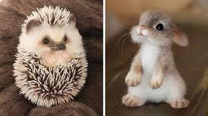 Which one is cuter??