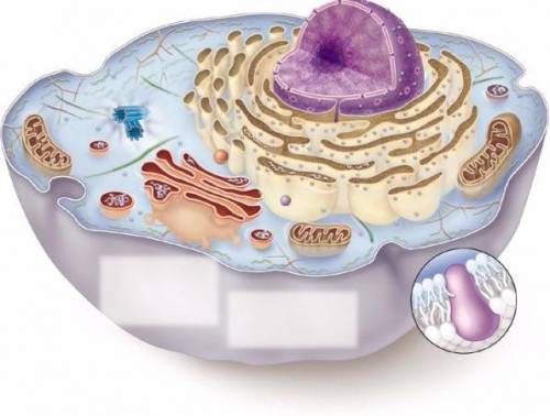 What information could a scientist use to identify the cell shown below?

A- The cell contains a c