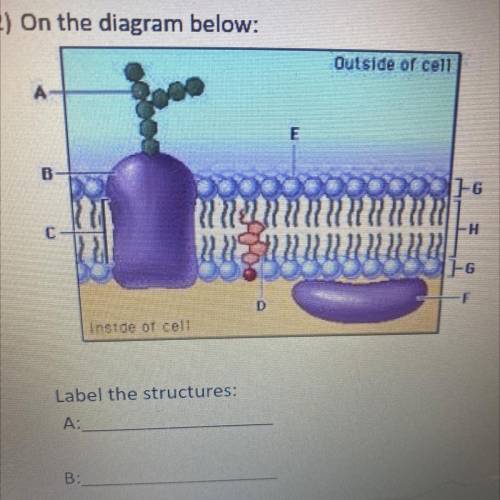 12) On the diagram below:

Outside of cell
A
B
1-6
С
-H
1-G
D
-F
Inside of cell
Label the structur