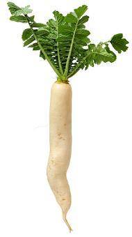 PLS BE RIGHT

The image shows a white radish, which is a seed plant
Which describes the root and s
