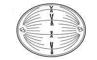 Please help Which diagram illustrates metaphase? A B C D
