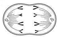 Please help Which diagram illustrates metaphase? A B C D