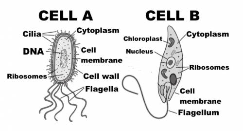 Which of the following is true

A-both cell A and B are eukaryotic because they have ribosomes
B-