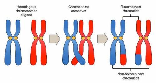 The process that occurs during prophase leads to each gamete made during meiosis being genetically