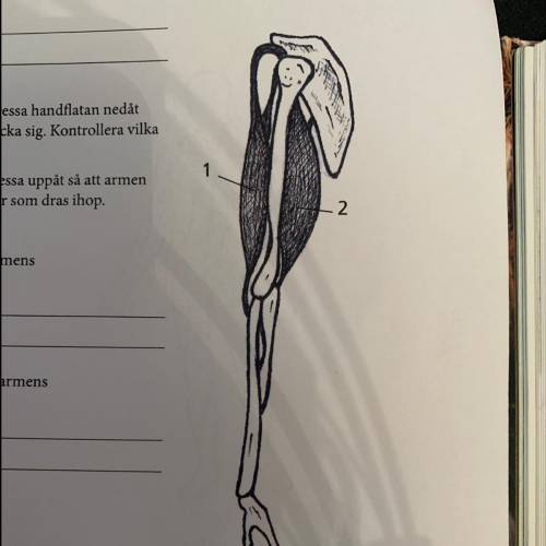 What is the names of these 2 muscles? it's an arm btw